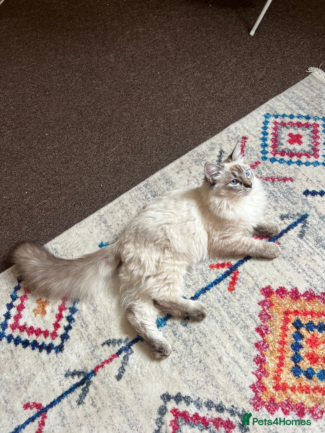 Ragdoll cats for sale: Stunning & Rare Chocolate Point Ragdoll  - Advert 12