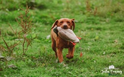 Labrador Retriever dogs for sale: 9 KC Registered Fox Red Labrador Puppies  - Image 9