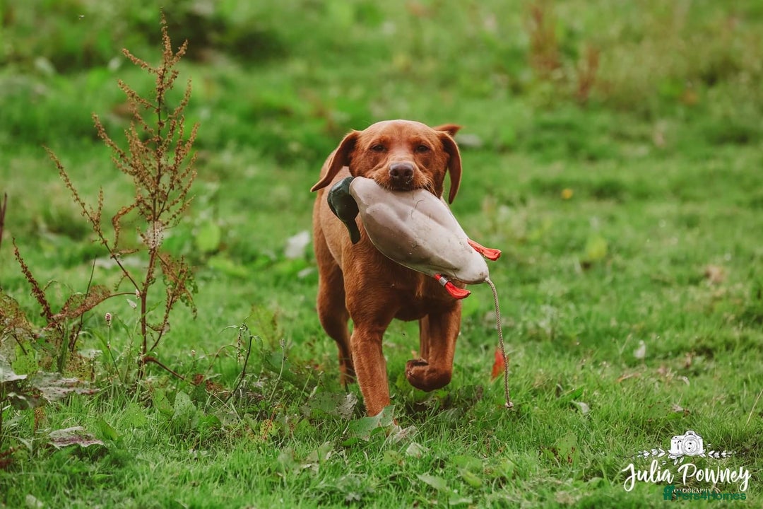 Labrador Retriever dogs for sale: 9 KC Registered Fox Red Labrador Puppies  - Image 9