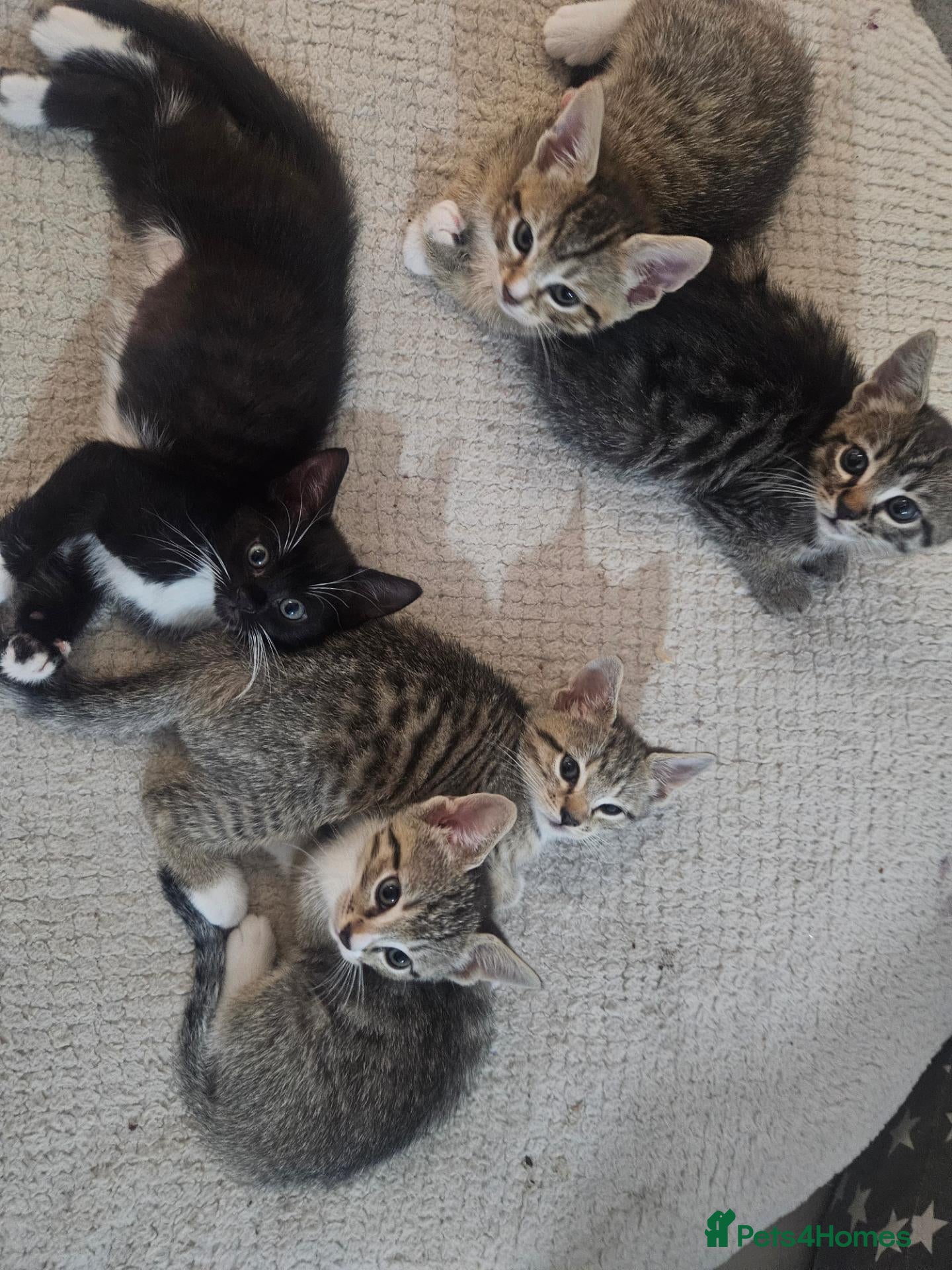 Mixed Breed cats Mix breed kittens mum is bengal cross - Advert 1