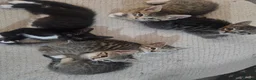 Mixed Breed cats for sale: Mix breed kittens mum is bengal cross - Advert 1