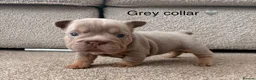 French Bulldog dogs for sale:  MASSIVELY REDUCED AGAIN!!READY TO LEAVE-frenchies - Advert 34