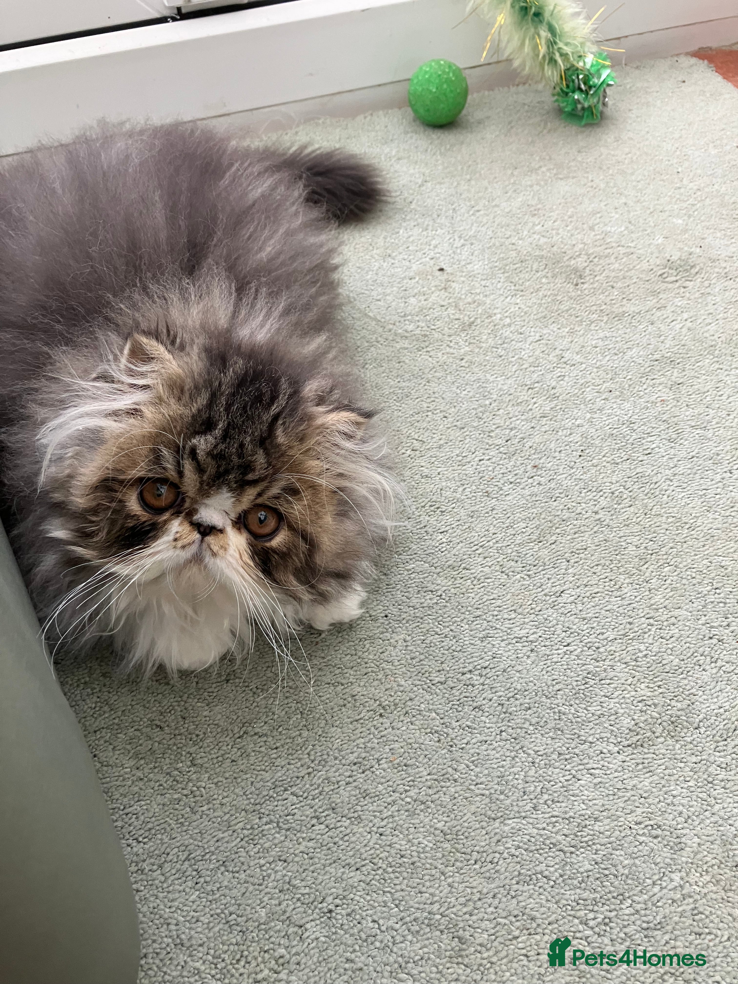 Persian cats Two left GCCF registered Pure Persian Kittens  - Advert 3