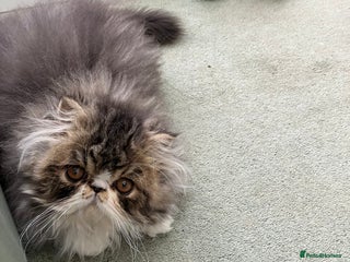 Persian cats Two left GCCF registered Pure Persian Kittens - Advert 3