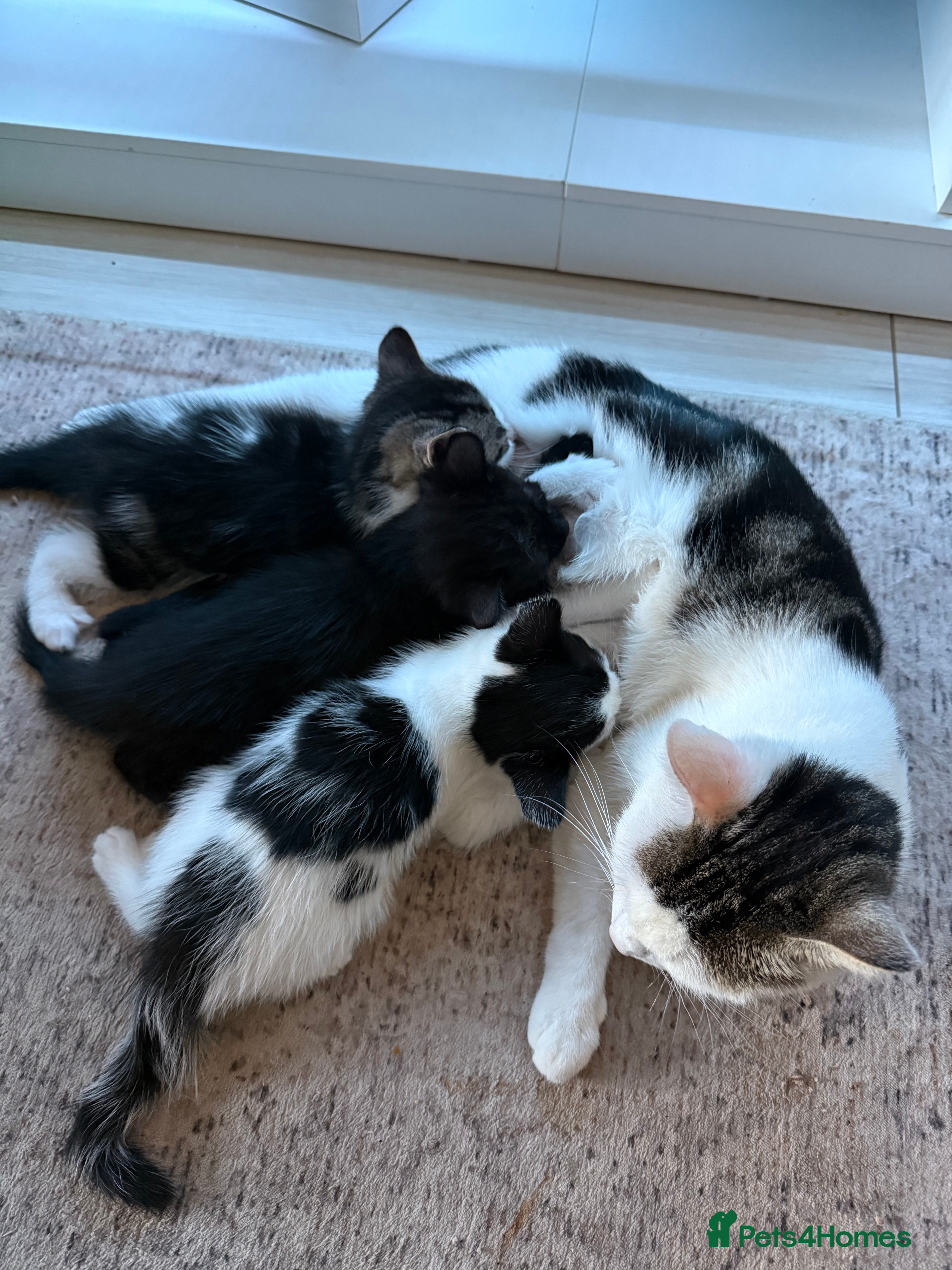 Mixed Breed cats 3 kittens ready for home  - Advert 3