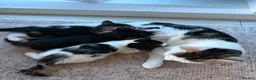 Mixed Breed cats for sale: 3 kittens ready for home  in Birmingham - Advert 1