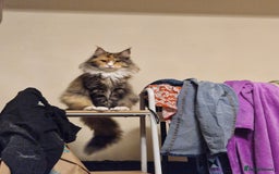 Maine Coon cats for sale: Lovely girl  - Image 4