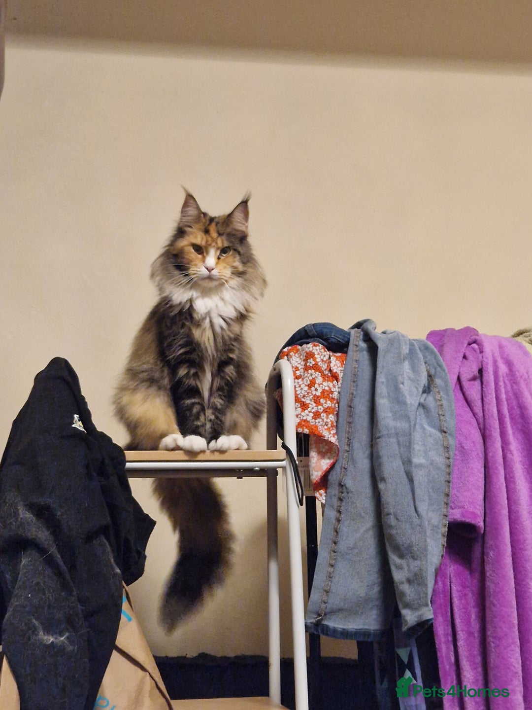 Maine Coon cats for sale: Lovely girl  - Image 4