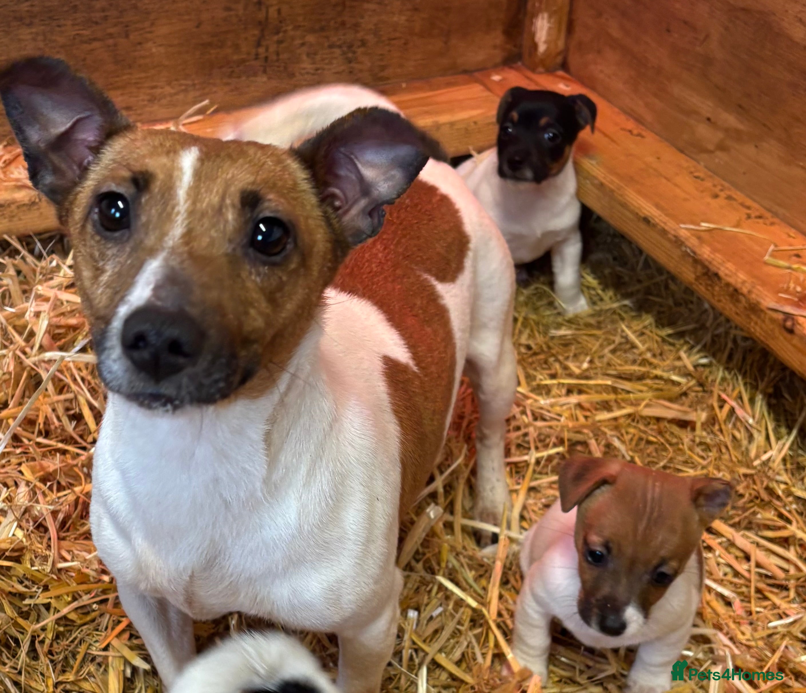 Jack Russell dogs Beautiful litter of Jack Russell puppies  - Advert 7