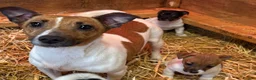 Jack Russell dogs for sale: Beautiful litter of Jack Russell puppies  - Advert 1