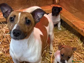 Jack Russell dogs Beautiful litter of Jack Russell puppies - Advert 7