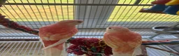Parakeets birds for sale: 2 bourke parakeets  in Basildon - Advert 2