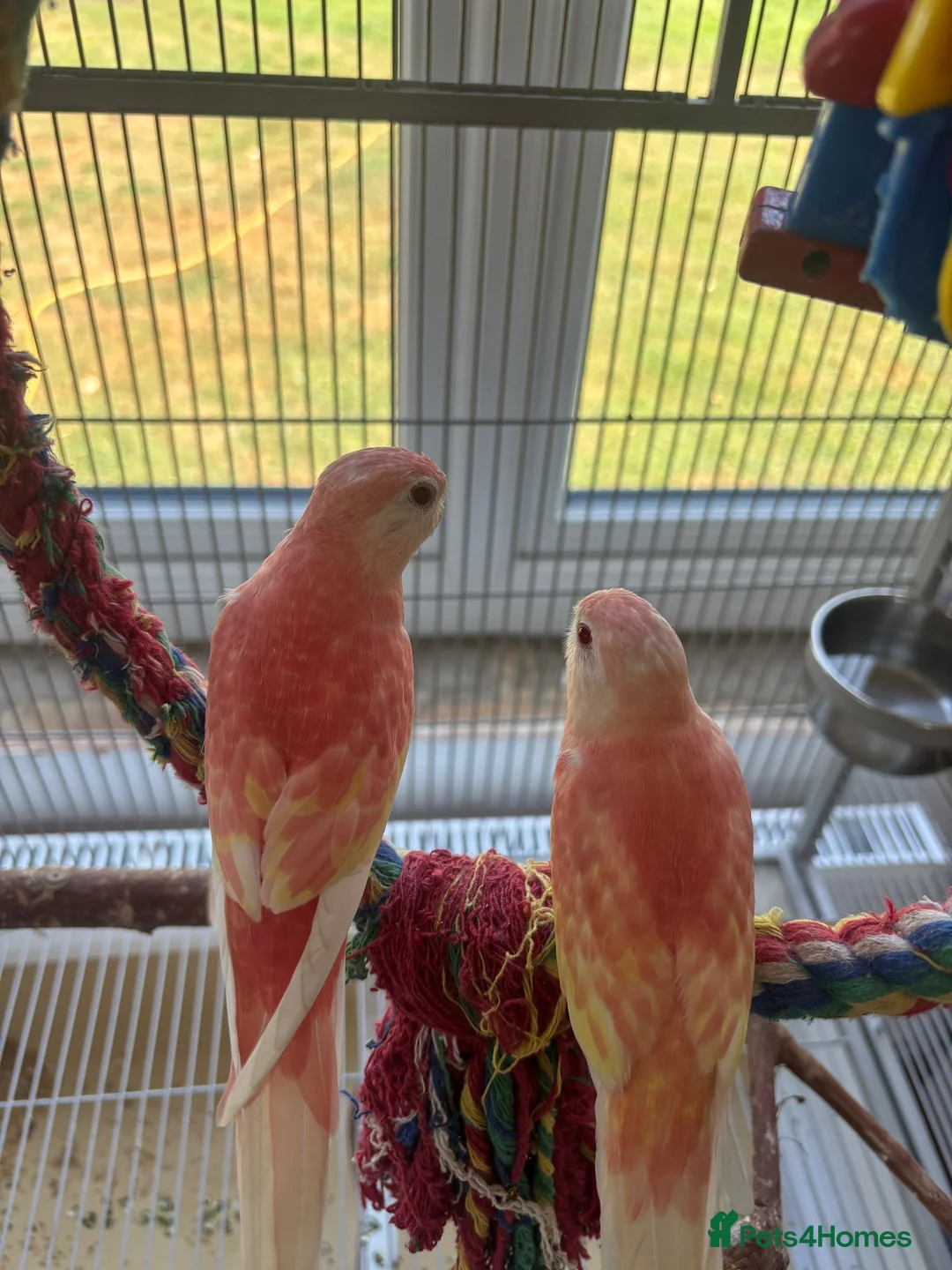 Parakeets birds for sale: 2 bourke parakeets  in Basildon - Advert 2
