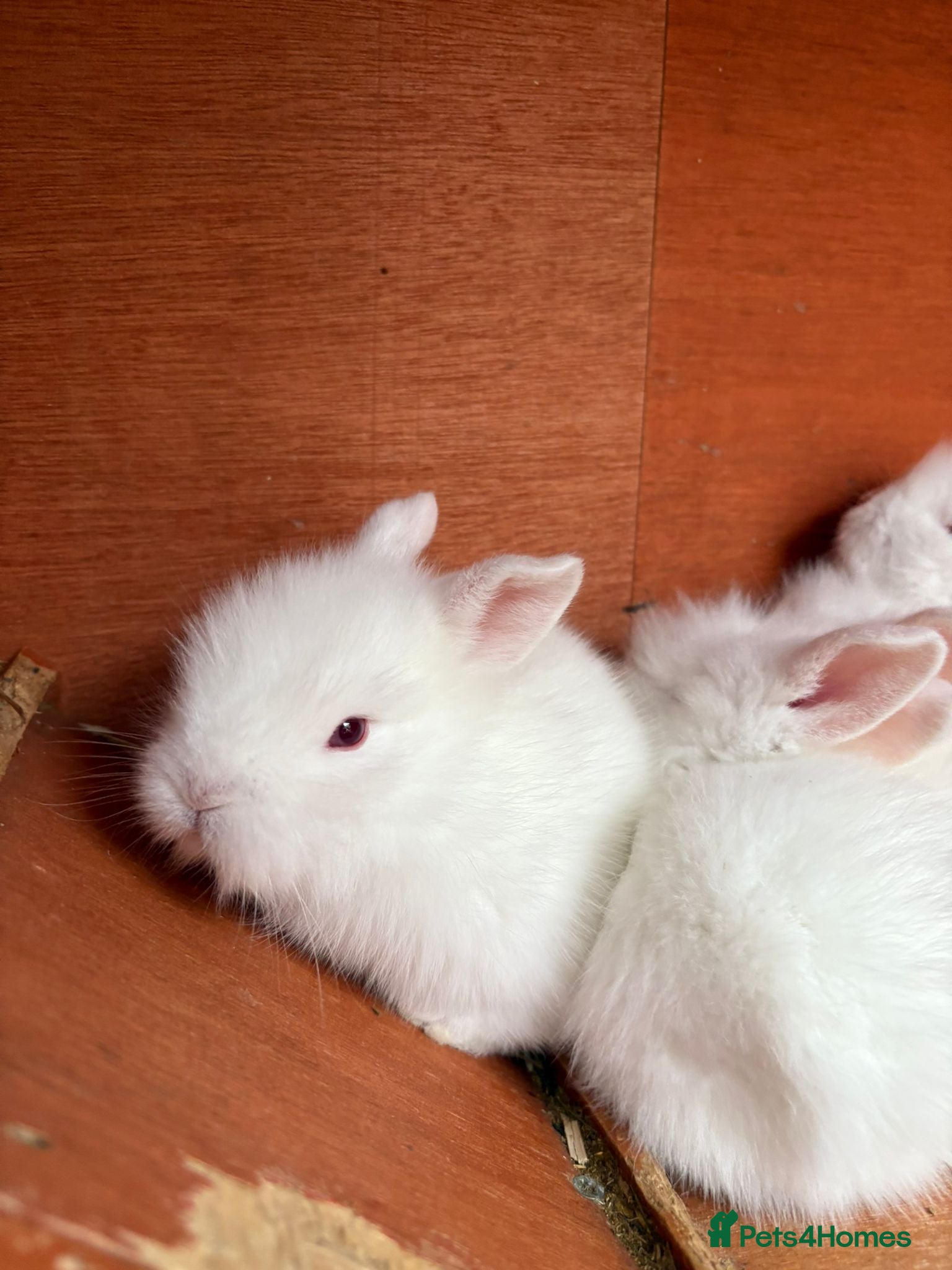 Mixed Breed rabbits Baby Buns - ready in April for forever homes🫶🏻 - Advert 3