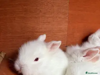 Mixed Breed rabbits Baby Buns - ready in April for forever homes🫶🏻 - Advert 3