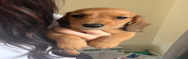 Scooby