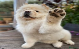 Chow Chow dogs for sale: Adorable Chow Chow Puppy for Rehome - Image 4