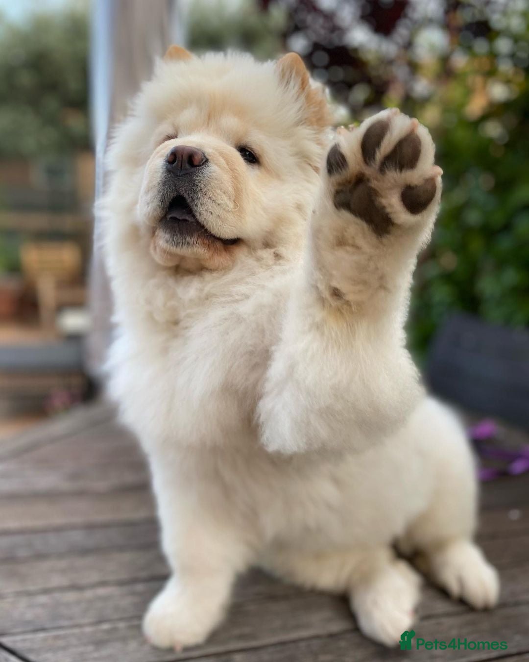 Chow Chow dogs for sale: Adorable Chow Chow Puppy for Rehome - Image 4