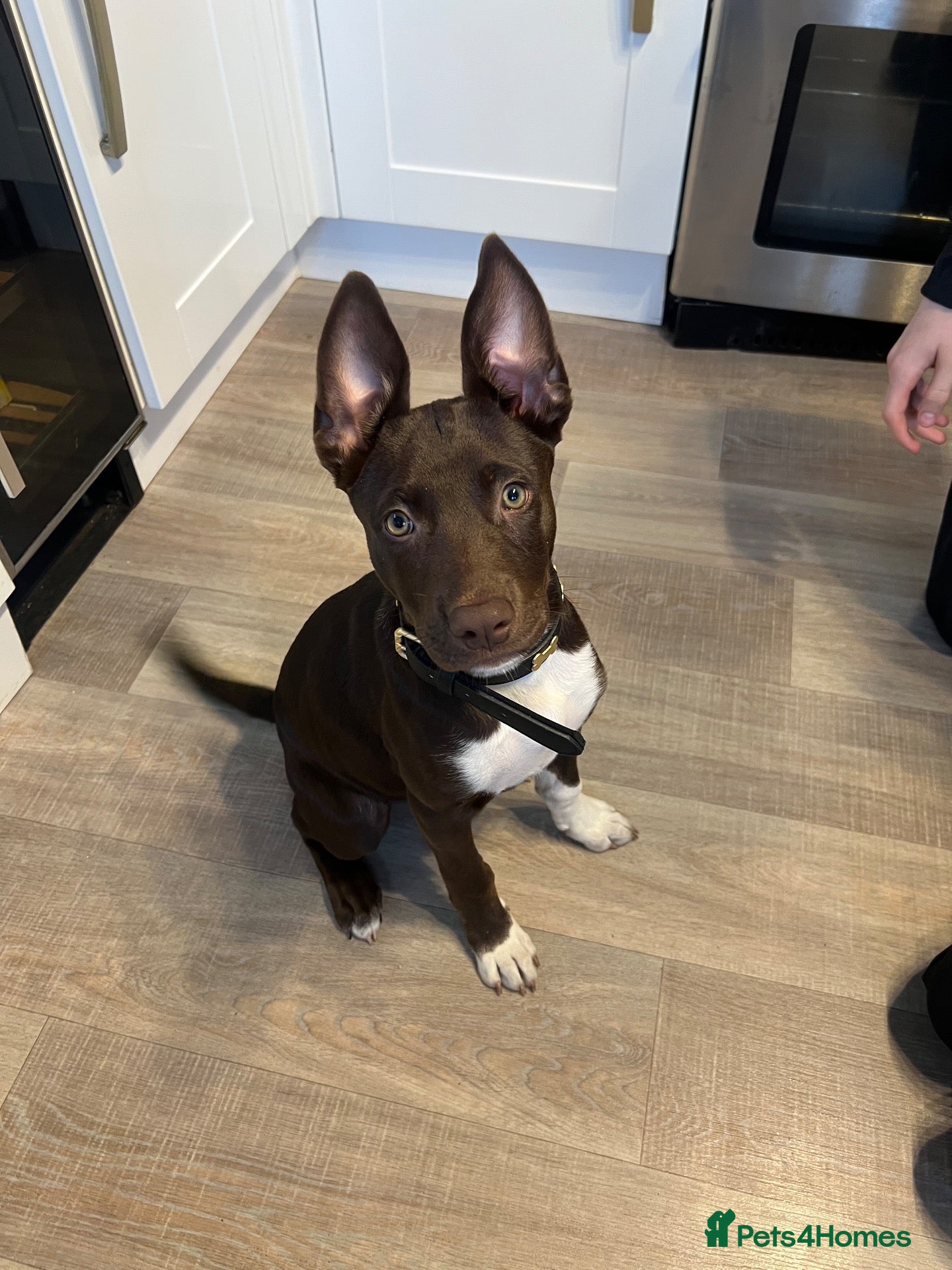 Mixed Breed dogs for sale: Stunning female Mali cross staff - Advert 1