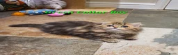 Persian cats for sale: 💖Beautiful Pedigree Chinchilla Persian Kittens.  - Advert 27