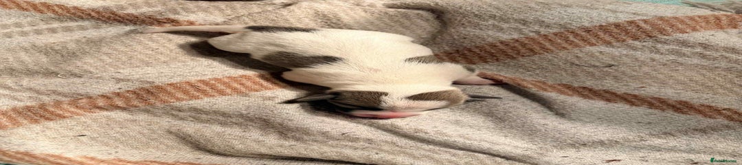 Jack Russell Puppy 6