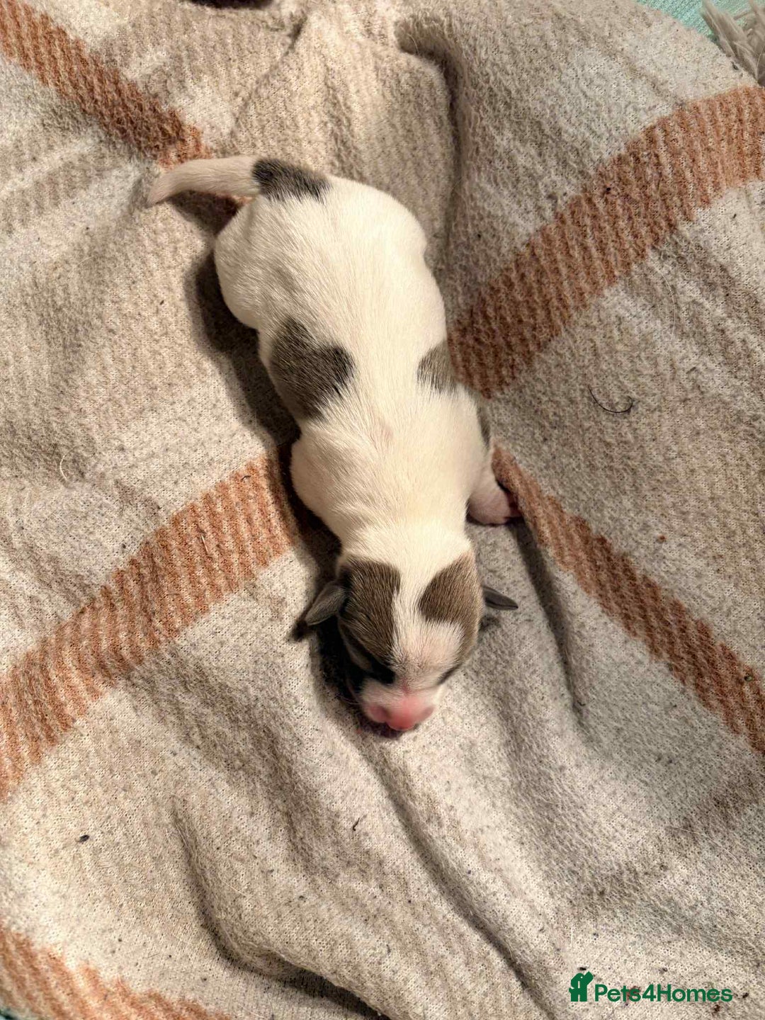 Jack Russell dogs for sale: White,blue,red tri jack Russell pups  - Advert 18