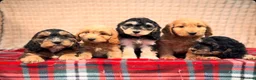 Cockapoo dogs for sale: STUNNING COCKAPOO PUPPIES READY NOW  - Advert 15