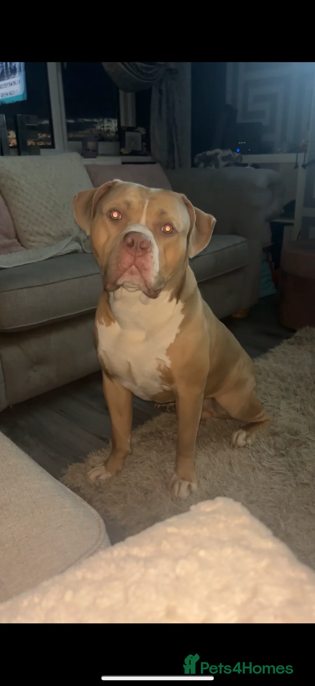 American Bulldog dogs for sale: 3 year old male American bulldog  - Advert 2