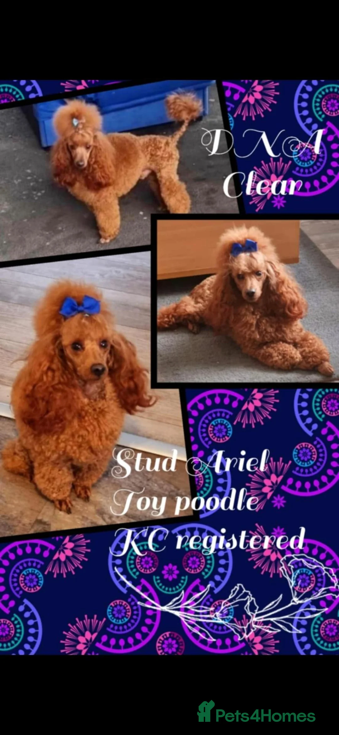 Maltipoo dogs for sale: Maltipoo F1B puppies - Advert 8