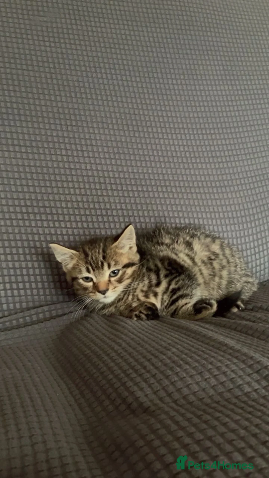 Mixed Breed cats for sale: 3 kittens to go to loving homes  - Advert 4