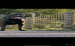 Bullmastiff dogs for stud: Bullmastif  - Image 4