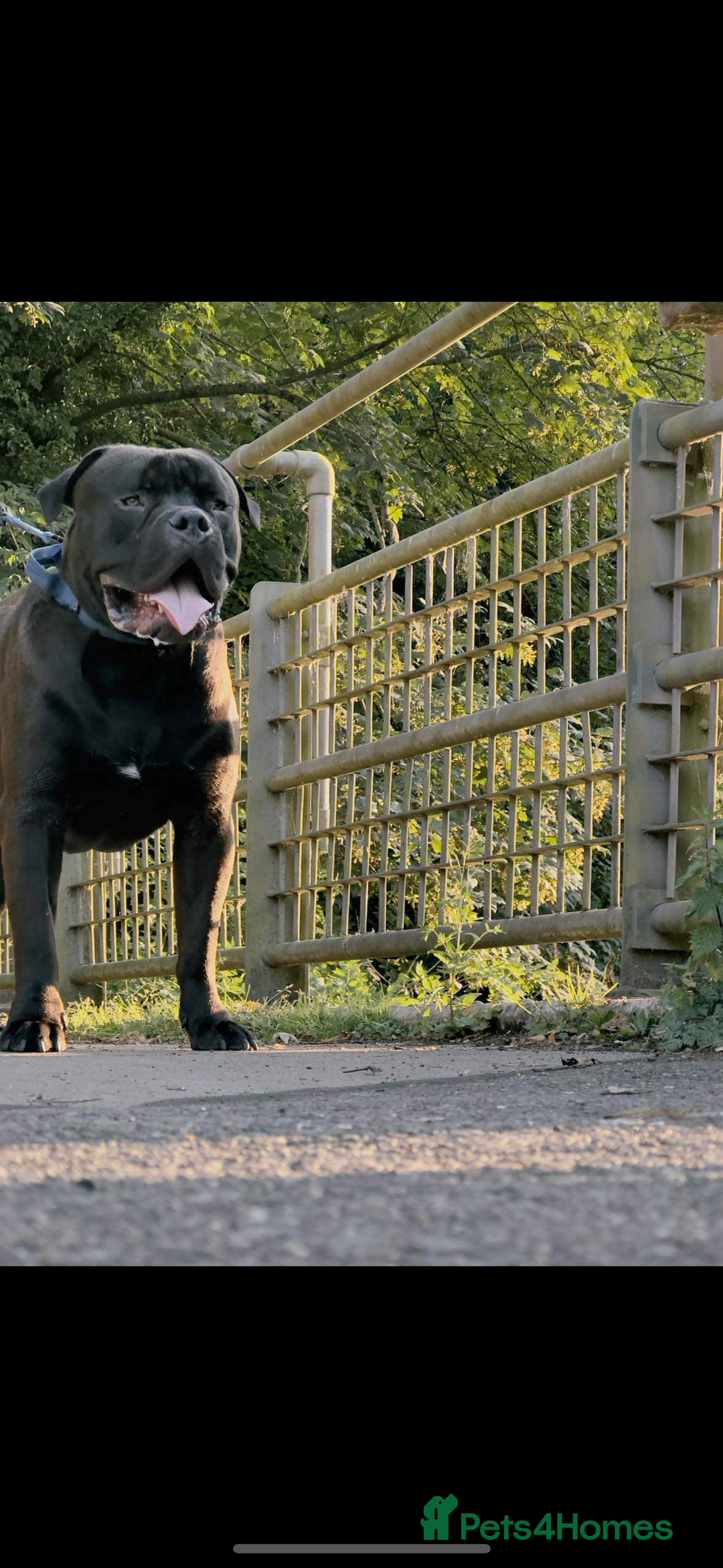 Bullmastiff dogs for stud: Bullmastif  - Image 4