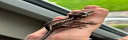 Gecko reptiles for sale: Gargoyle Geckos - Advert 6