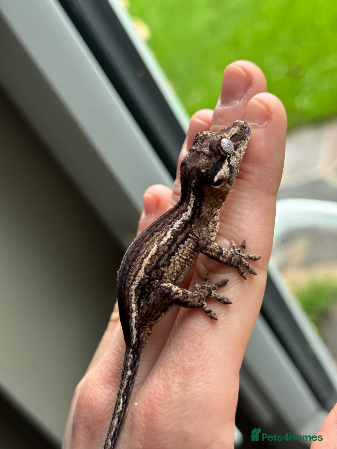 Gecko reptiles for sale: Gargoyle Geckos - Advert 6