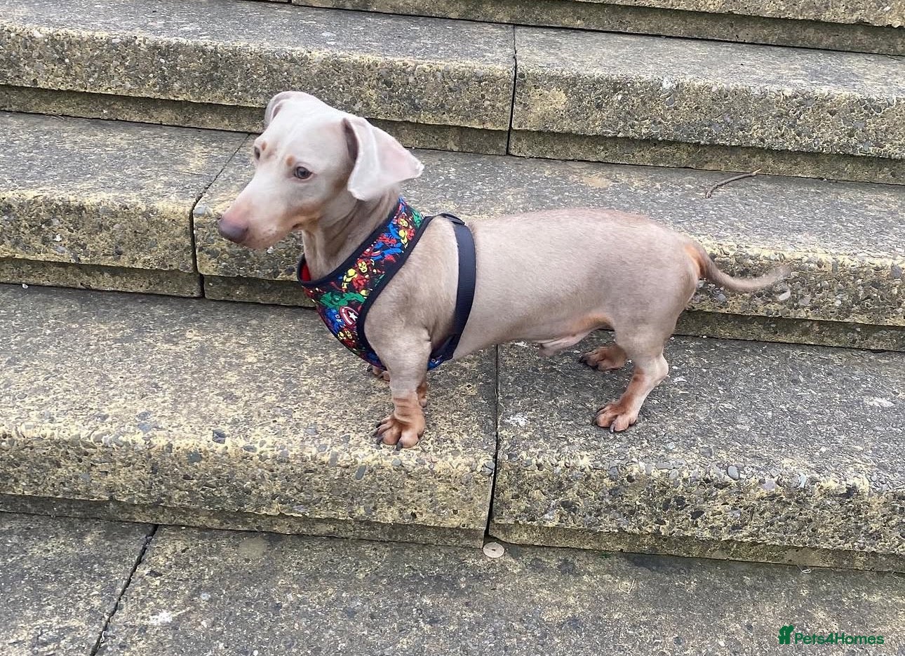Miniature Dachshund dogs for stud: Isabella and Tan smooth Haired Stud  - Advert 11