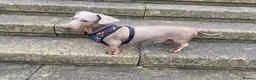 Miniature Dachshund dogs for stud: Isabella and Tan smooth Haired Stud  - Advert 1