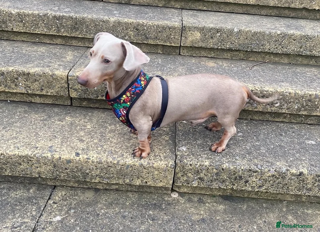 Miniature Dachshund dogs for stud: Isabella and Tan smooth Haired Stud  - Advert 1