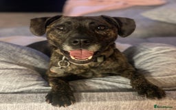 Mixed Breed dogs for sale: 4yo Female Brindle lab mix - Image 2
