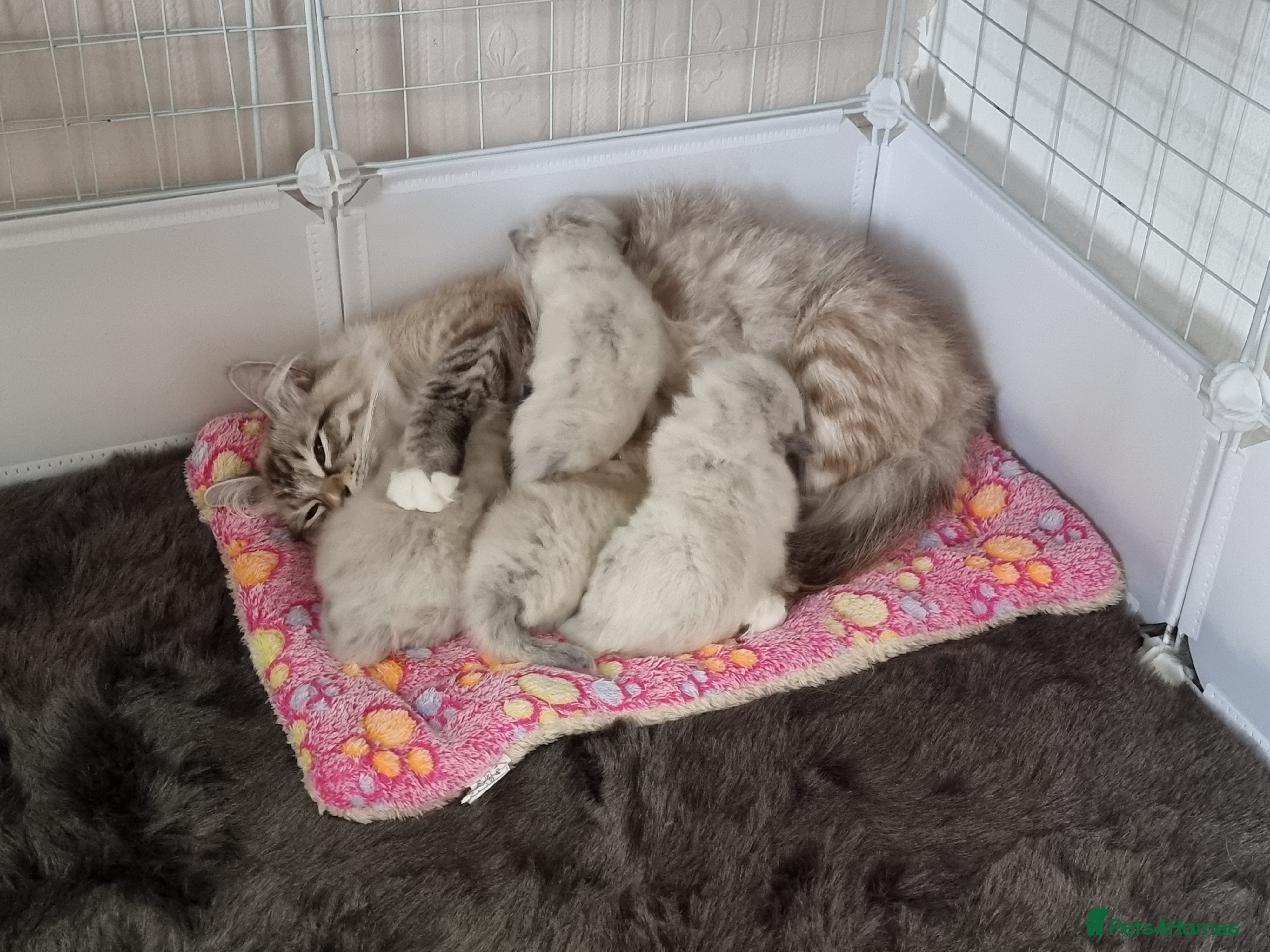 Ragdoll cats 🐾 Beautiful Ragdoll Kittens looking for homes 🐾 - Advert 1