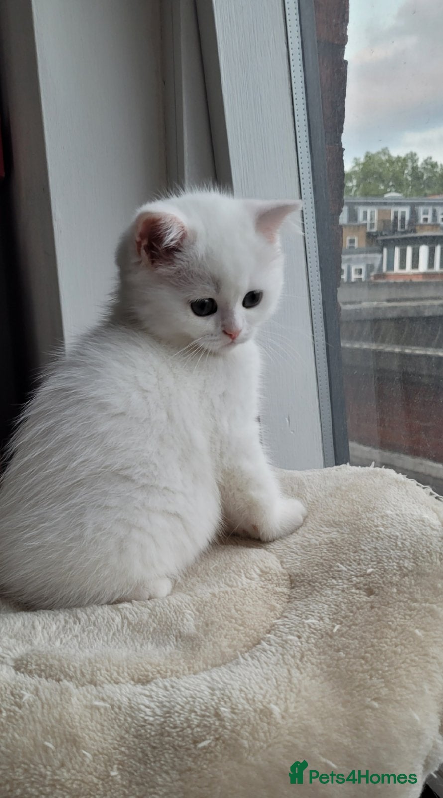 British Longhair cats Pedigree/Executive/Top quality silver tipped kitty - Advert 19