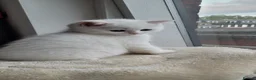 British Longhair cats for sale: Pedigree/Executive/Top quality white kitty left - Advert 4