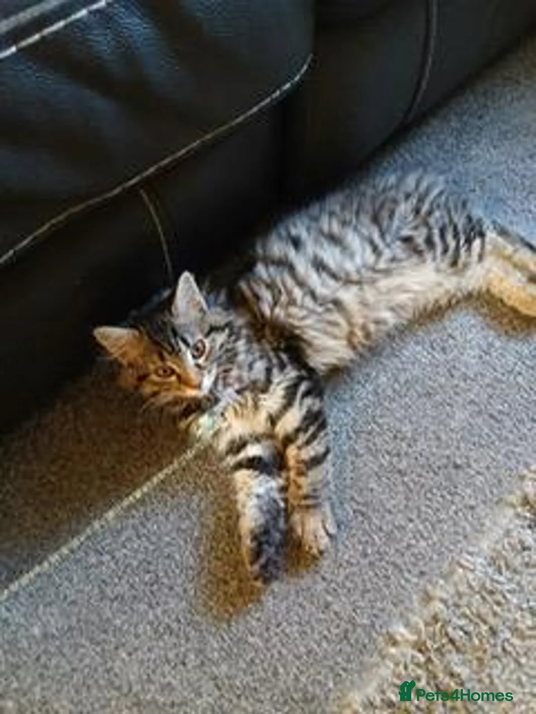 Maine Coon cats for sale: XL Maine Coon  - Advert 4