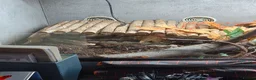 Python Snake reptiles for sale: Lesser Platium Ball Python - Advert 5