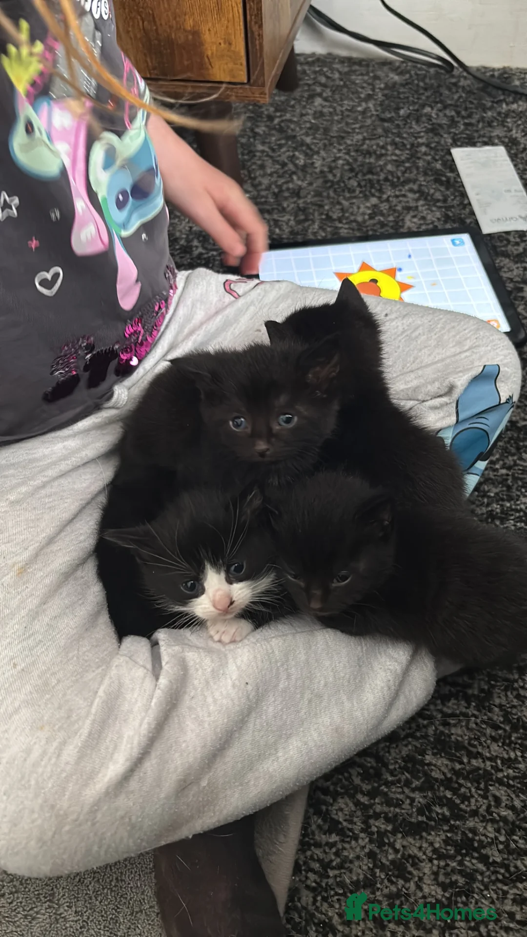 Mixed Breed cats for sale: 6 kittens 4 fully black and 2 black and white  - Advert 3