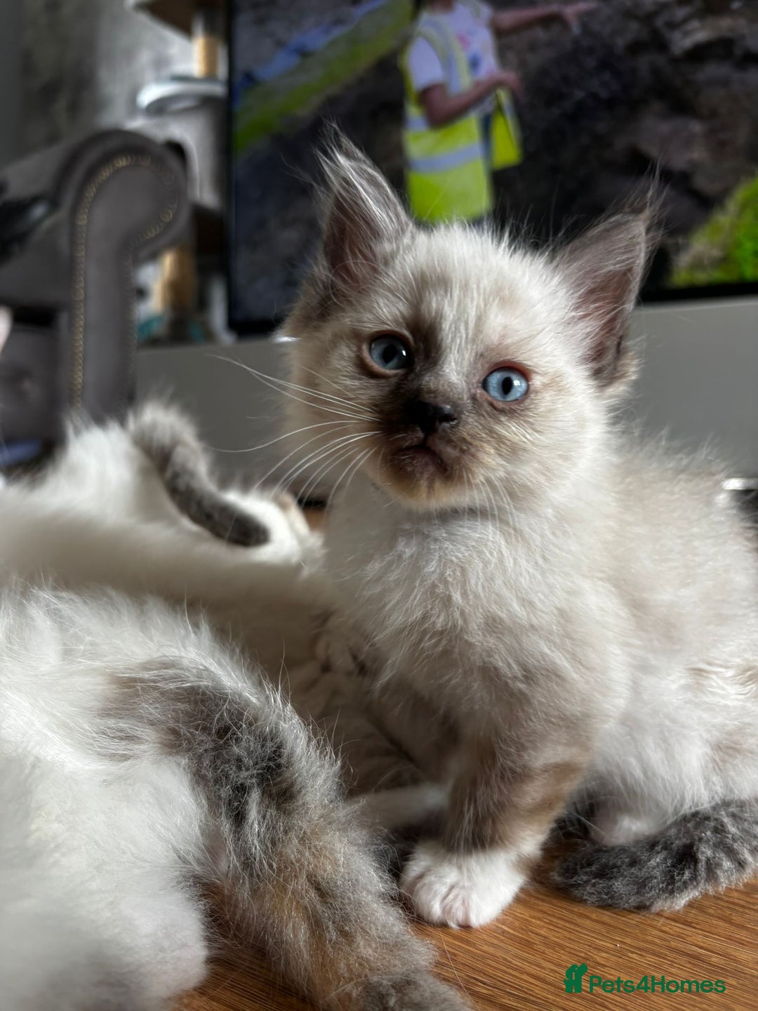 Ragdoll cats for sale: 6 gorgeous fluffy ragdoll kittens  - Image 11
