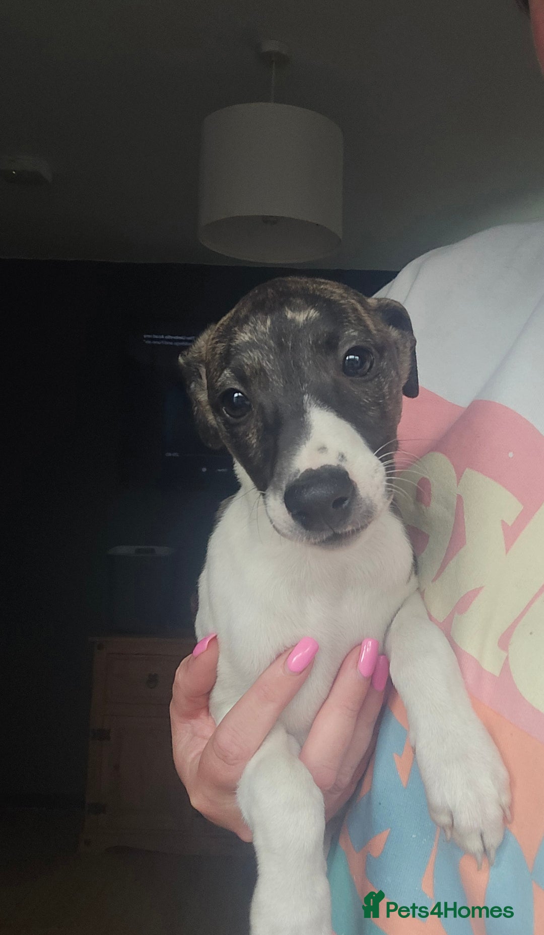 Whippet dogs for sale: ✅️ Ready to leave - KC whippets 🧡 - Image 9