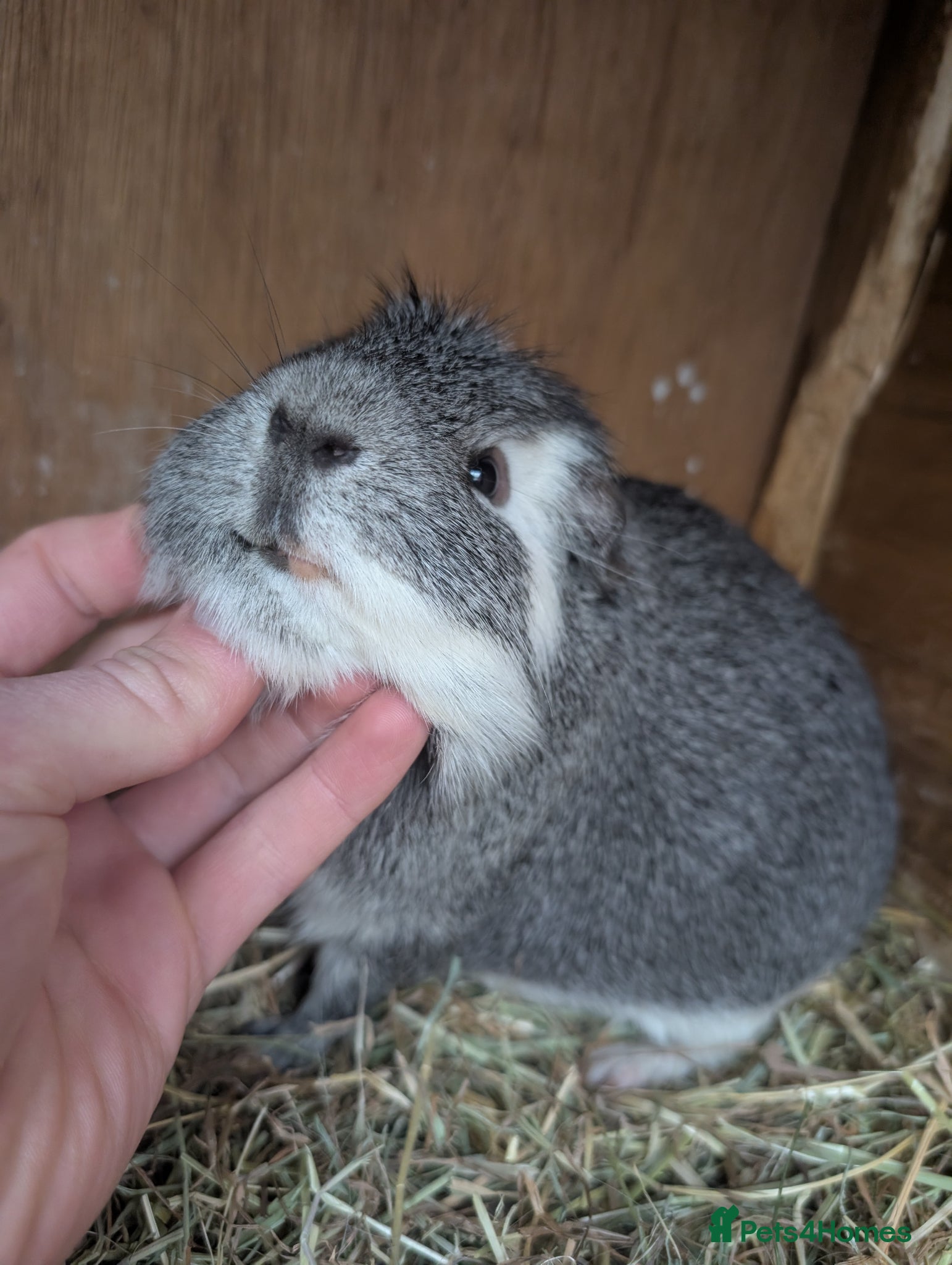Guinea Pig rodents Male guinea pig  - Advert 1