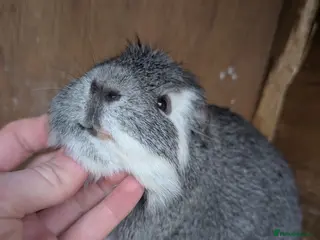 Guinea Pig rodents Male guinea pig - Advert 1