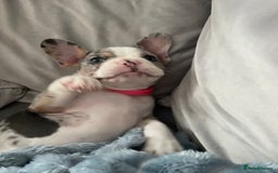 French Bulldog dogs for sale: Stunning Female Merle French Bulldog.  - Image 4