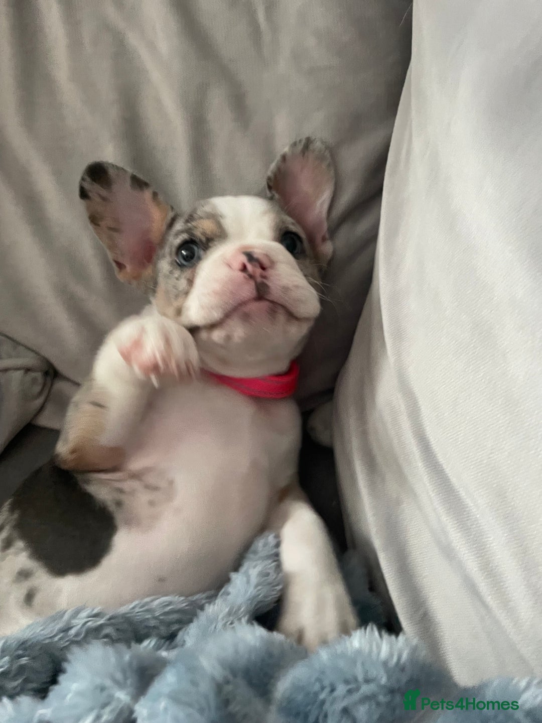 French Bulldog dogs for sale: Stunning Female Merle French Bulldog.  - Image 4